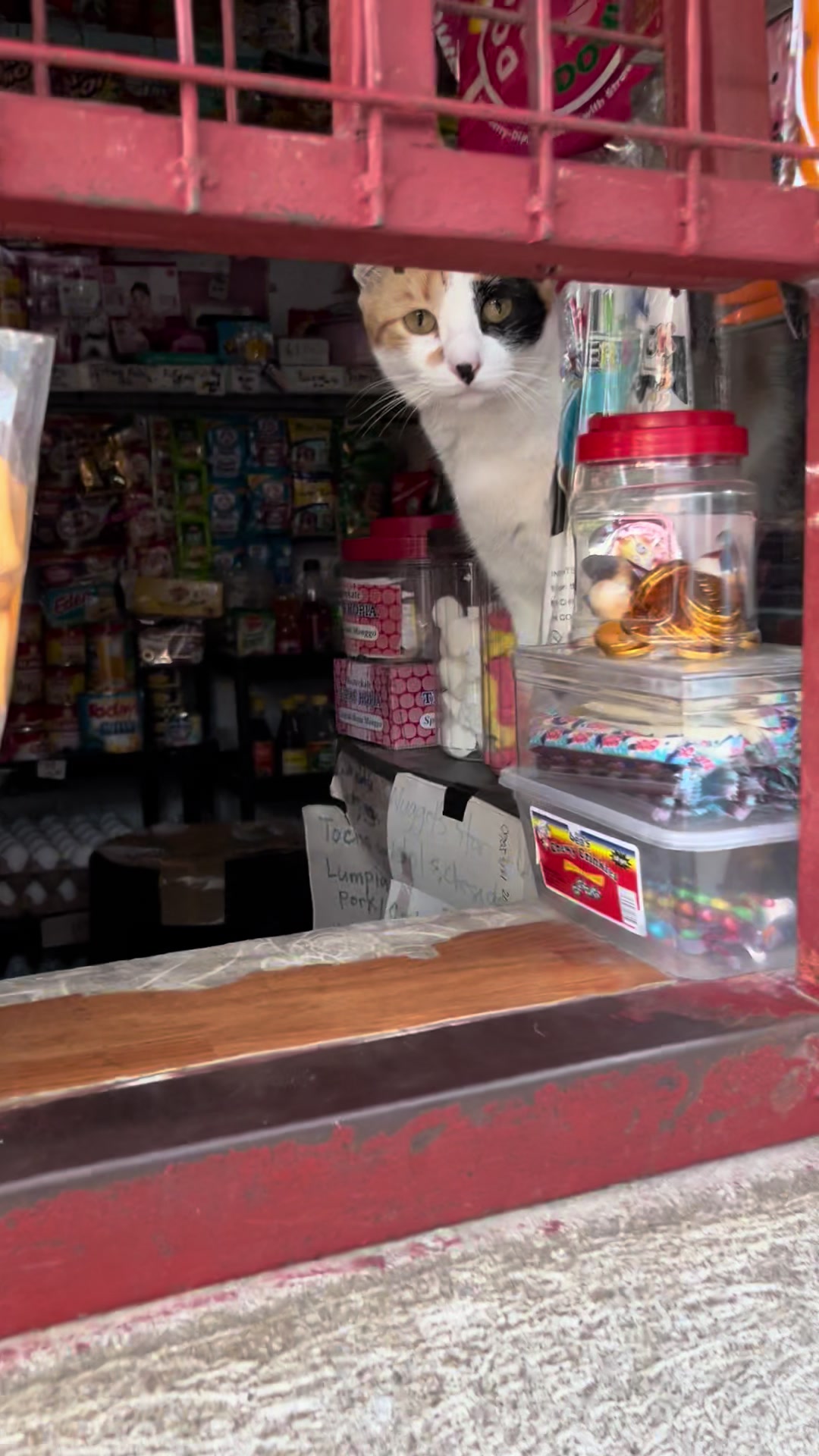 @Bunggok The Fat Cat