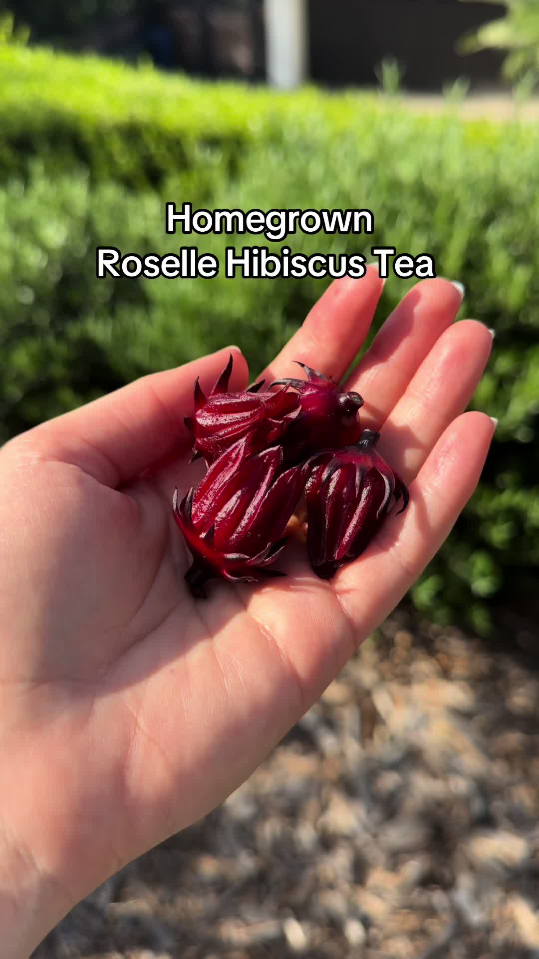 @joslyn.grows