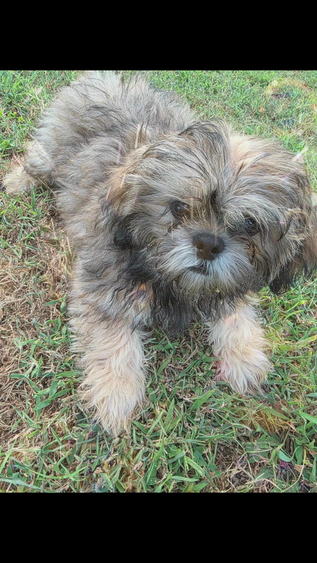 @Twilight Shih Tzu