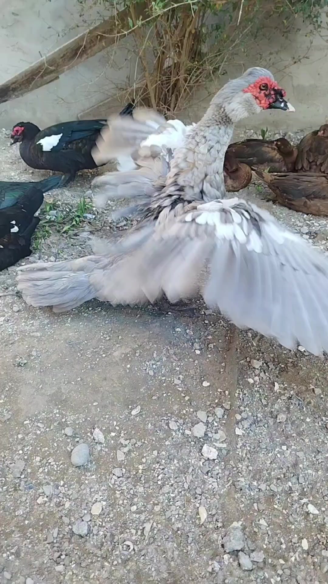 @LaL OrdəK Təsərüfatı balaxani4
