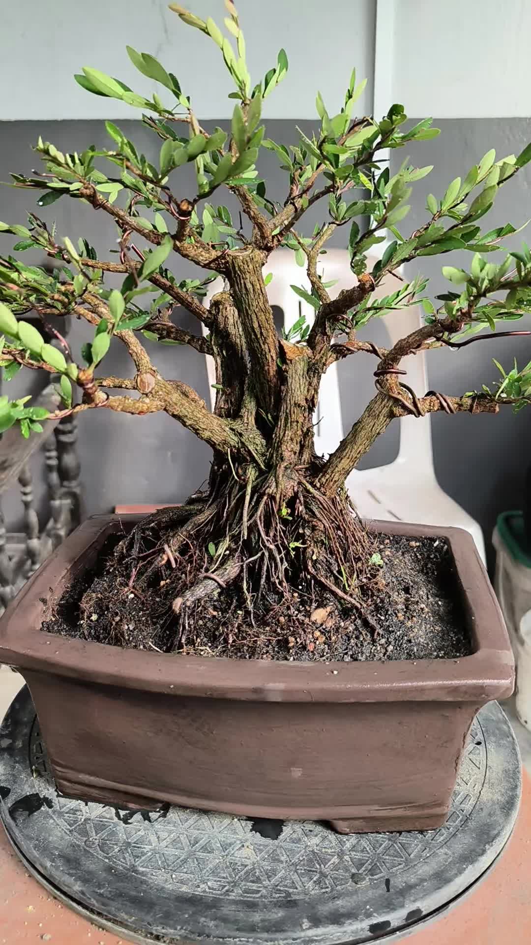@ONE BONSAI JB