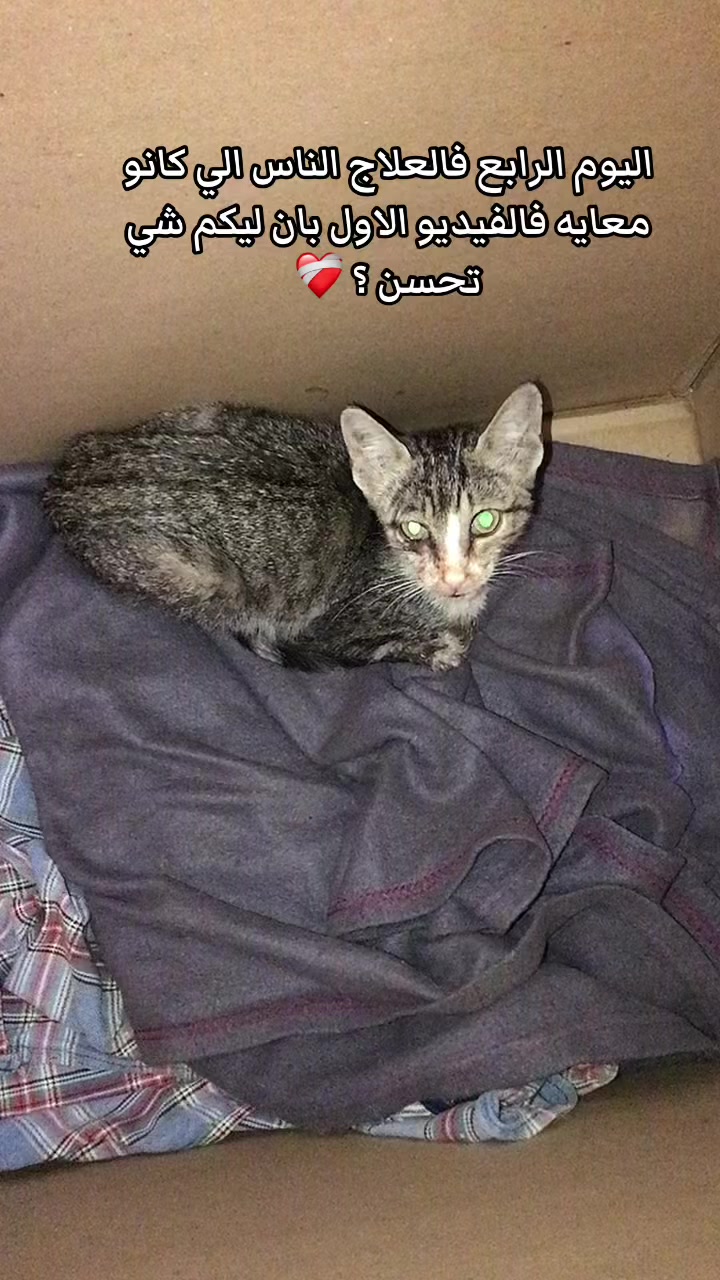 @๐๐ฑ Whiskers Rescue