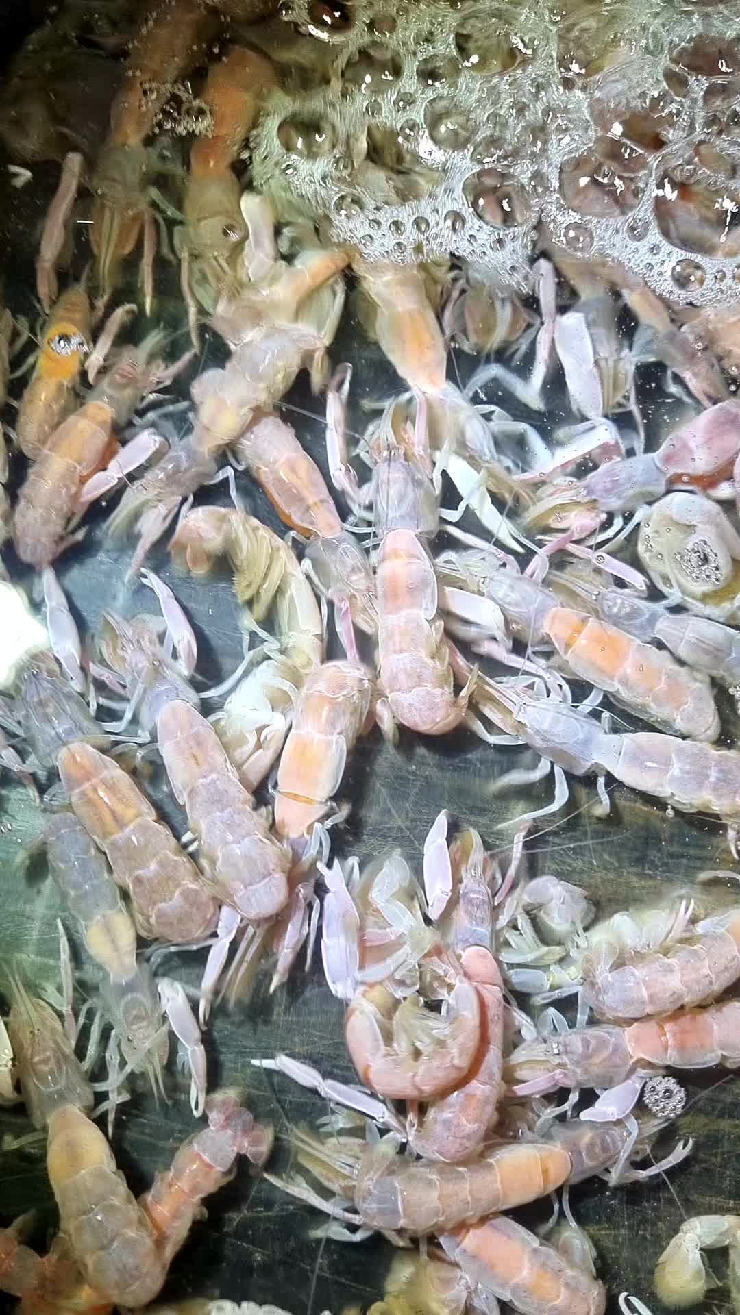 @FirstCallBait&Tackle🎣