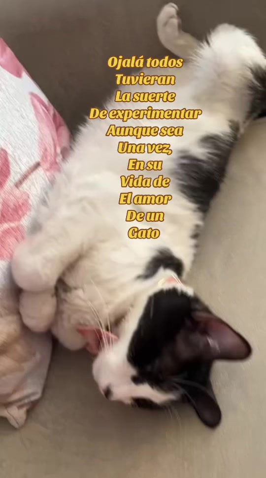 @cajamarquina ❤️
