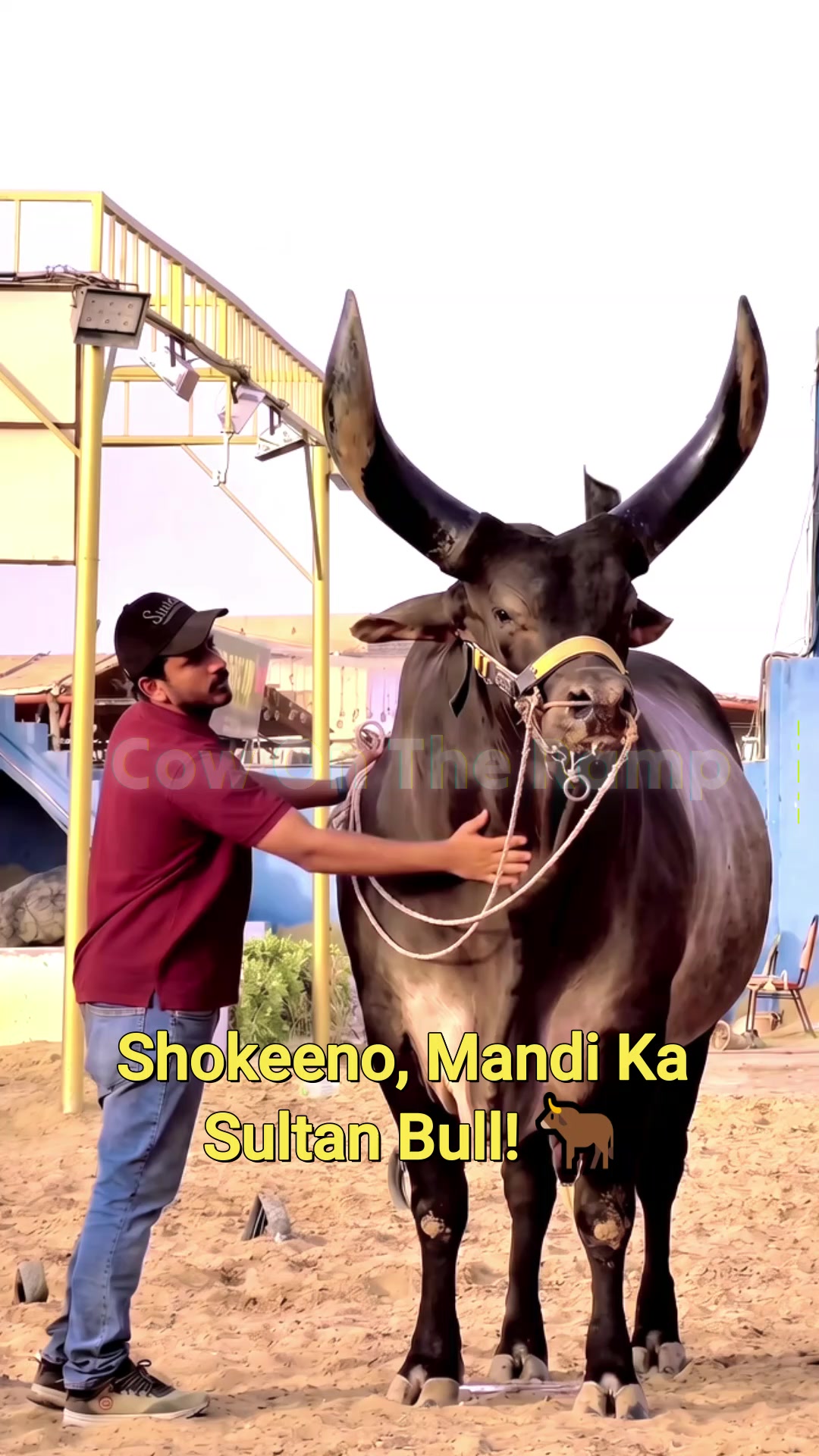 @Cow On The Ramp