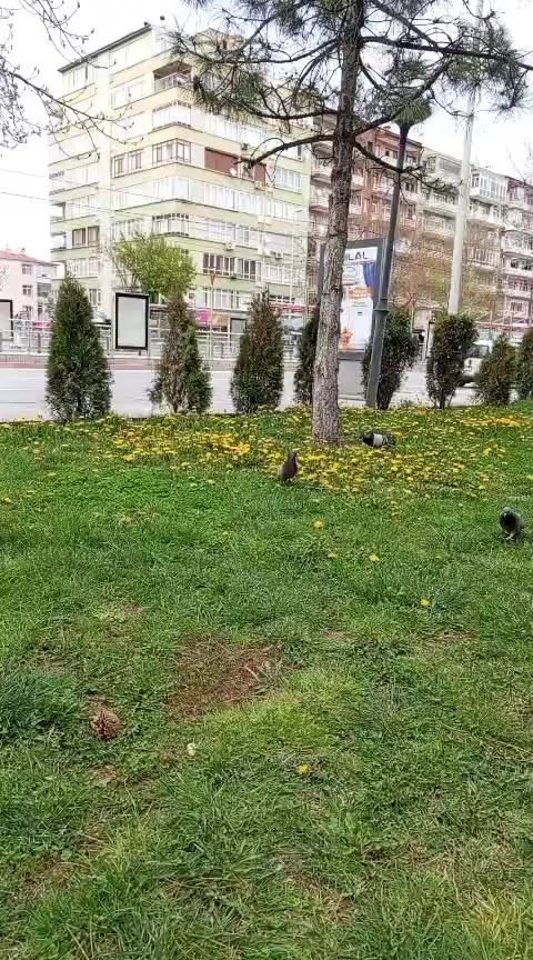 @🌹Sivas 🌹gülü 🌹