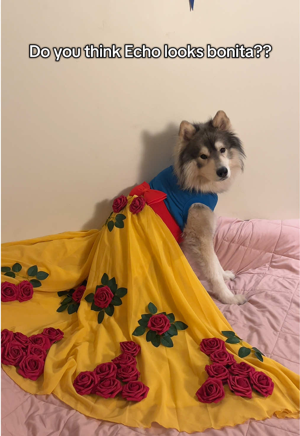@Echo The Husky