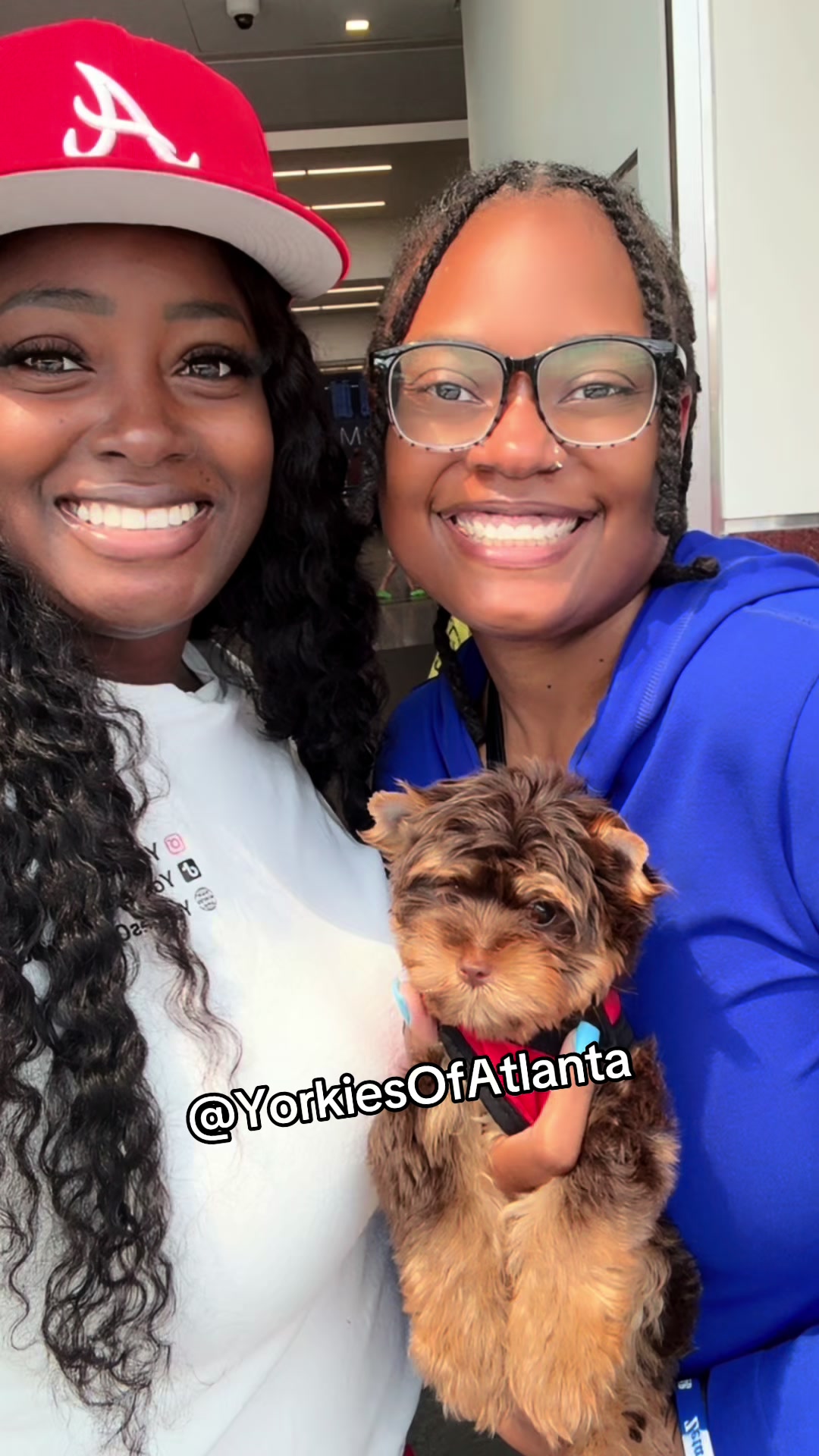@Yorkies Of Atlanta
