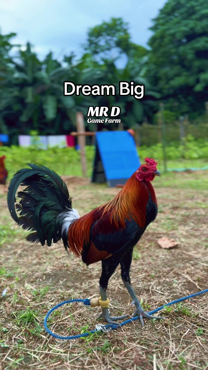 @MR D Game Farm