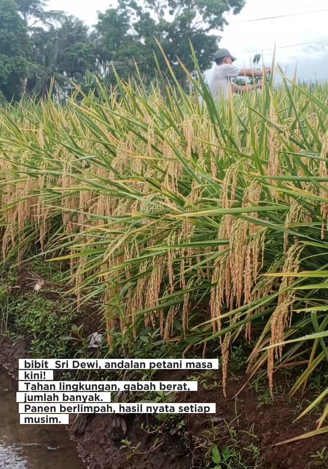 @PT. BHD INDONESIA