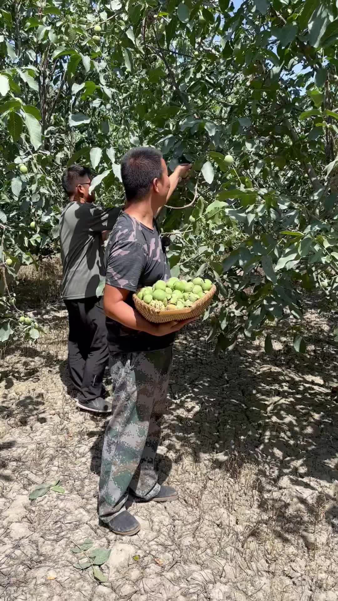 @疆果果新疆特产
