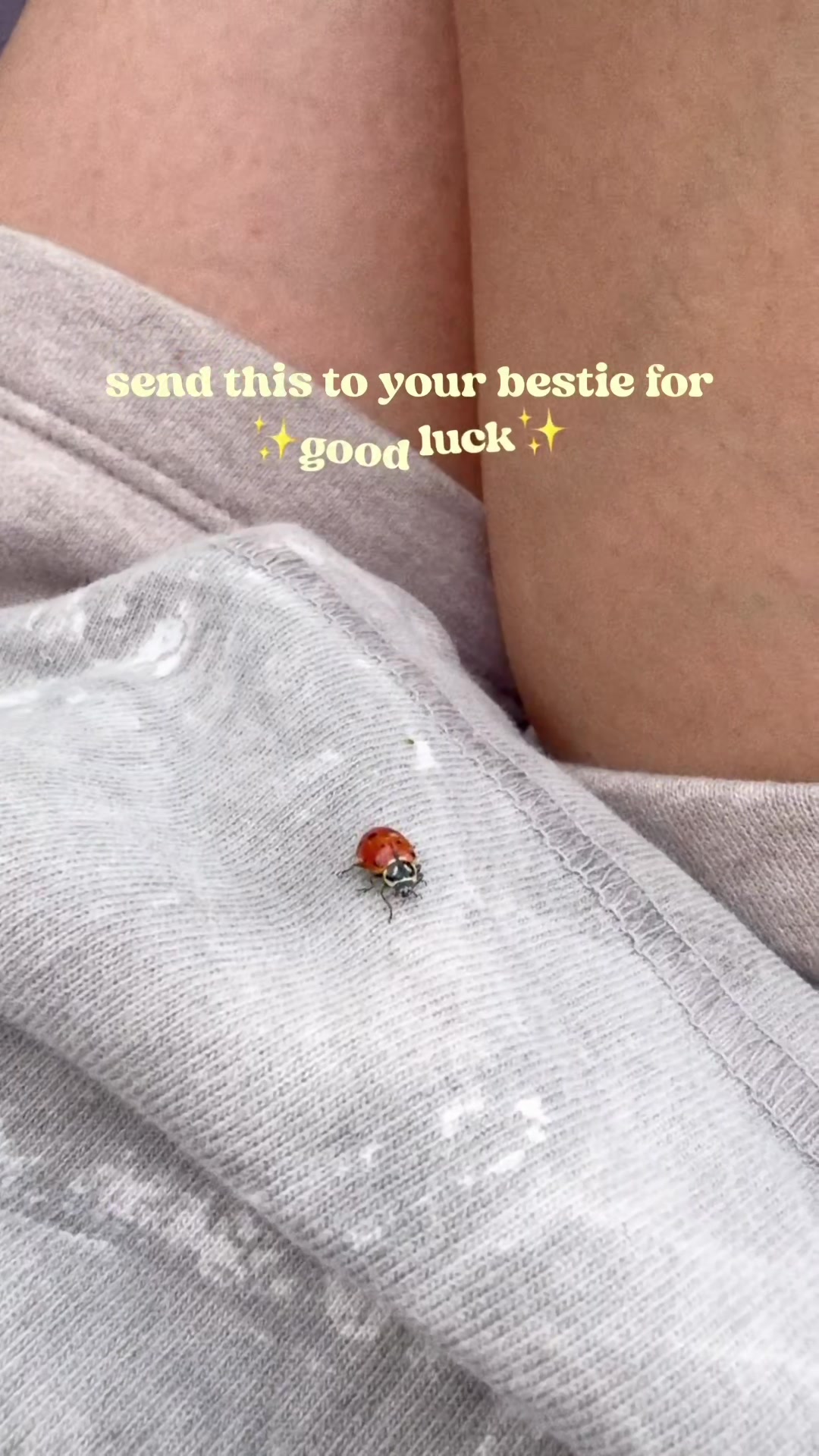 @belleandthebiests