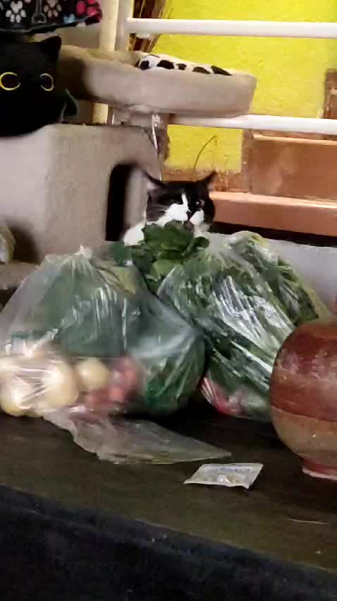 @CutiesCat House