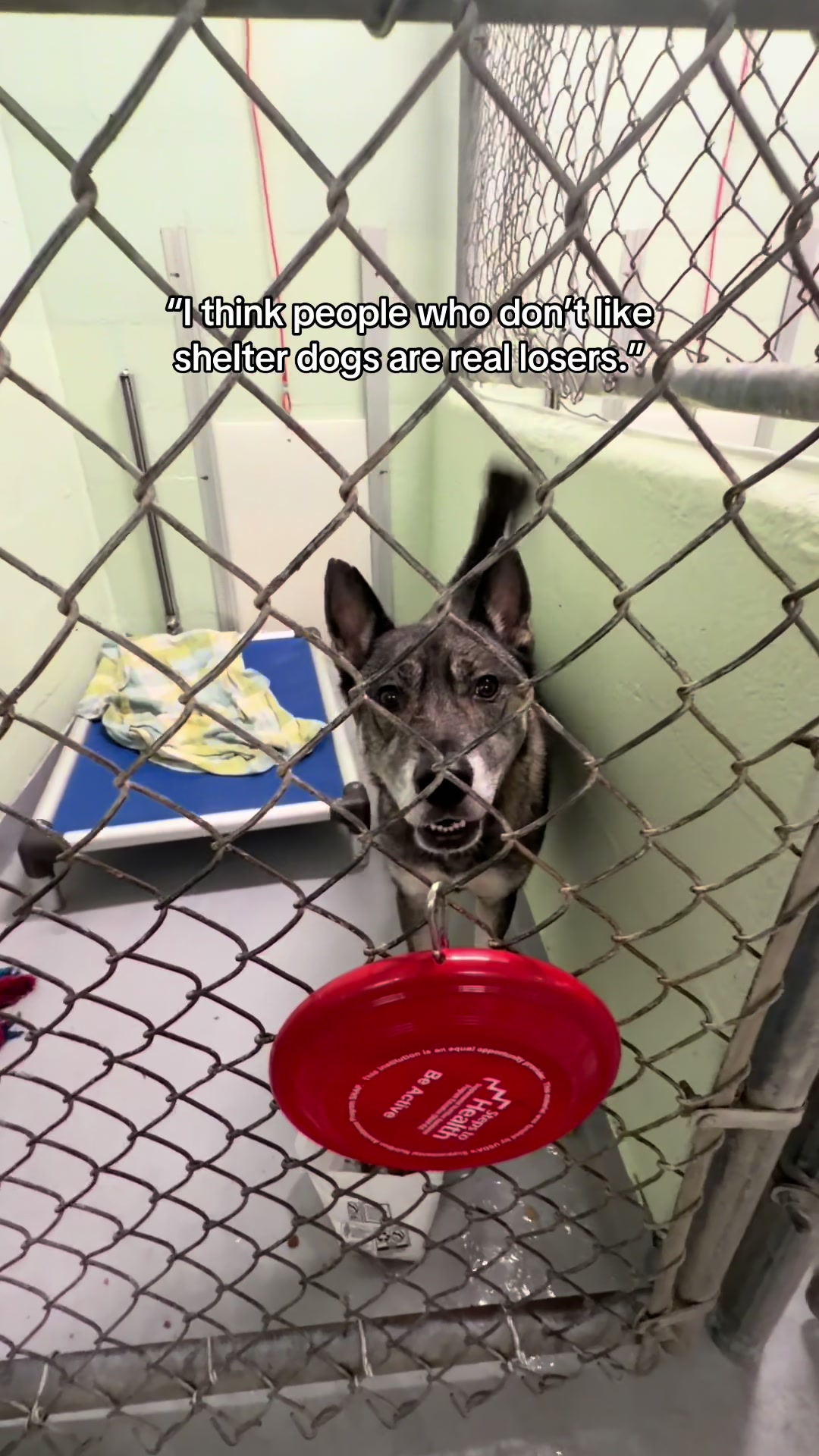 @Adopt a Pet