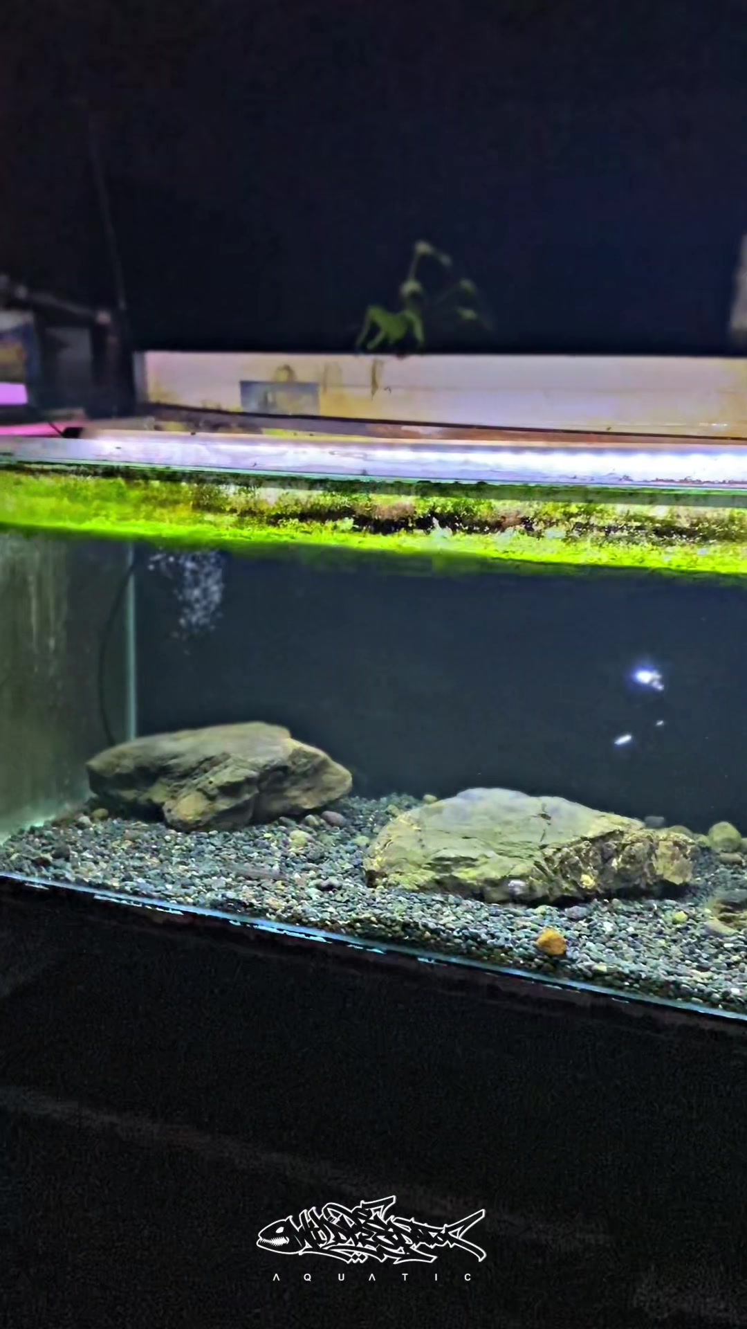 @Wild Predator Aquatic