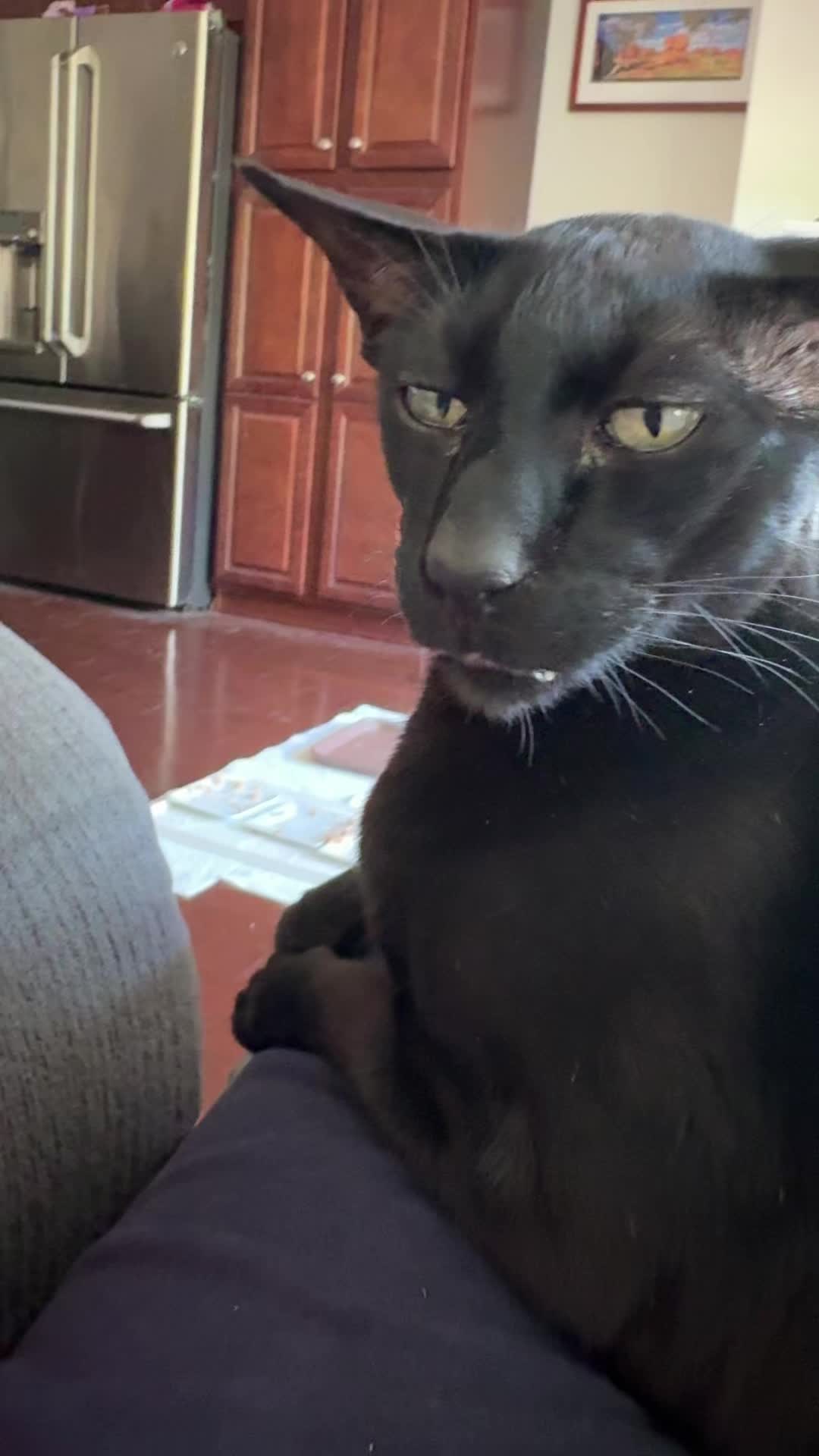 @hobbikats