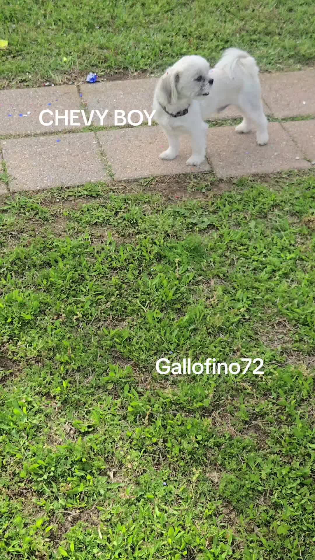 @ElGalloFino