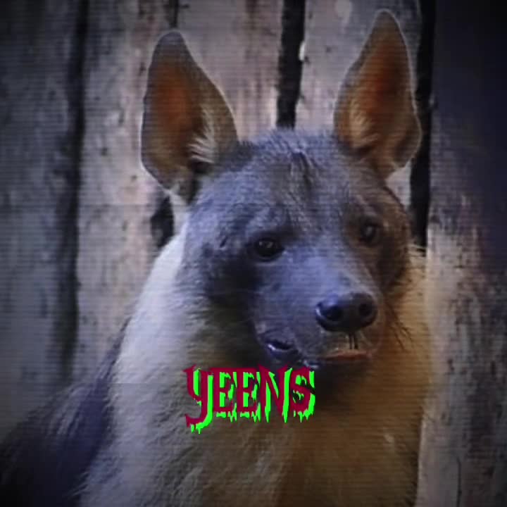 @AbrahamTheHyena✝️