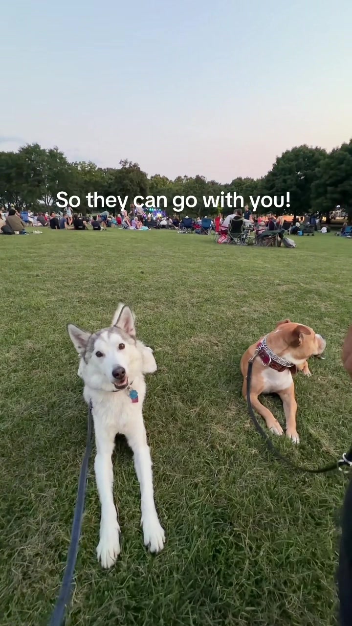 @dogstrainjen