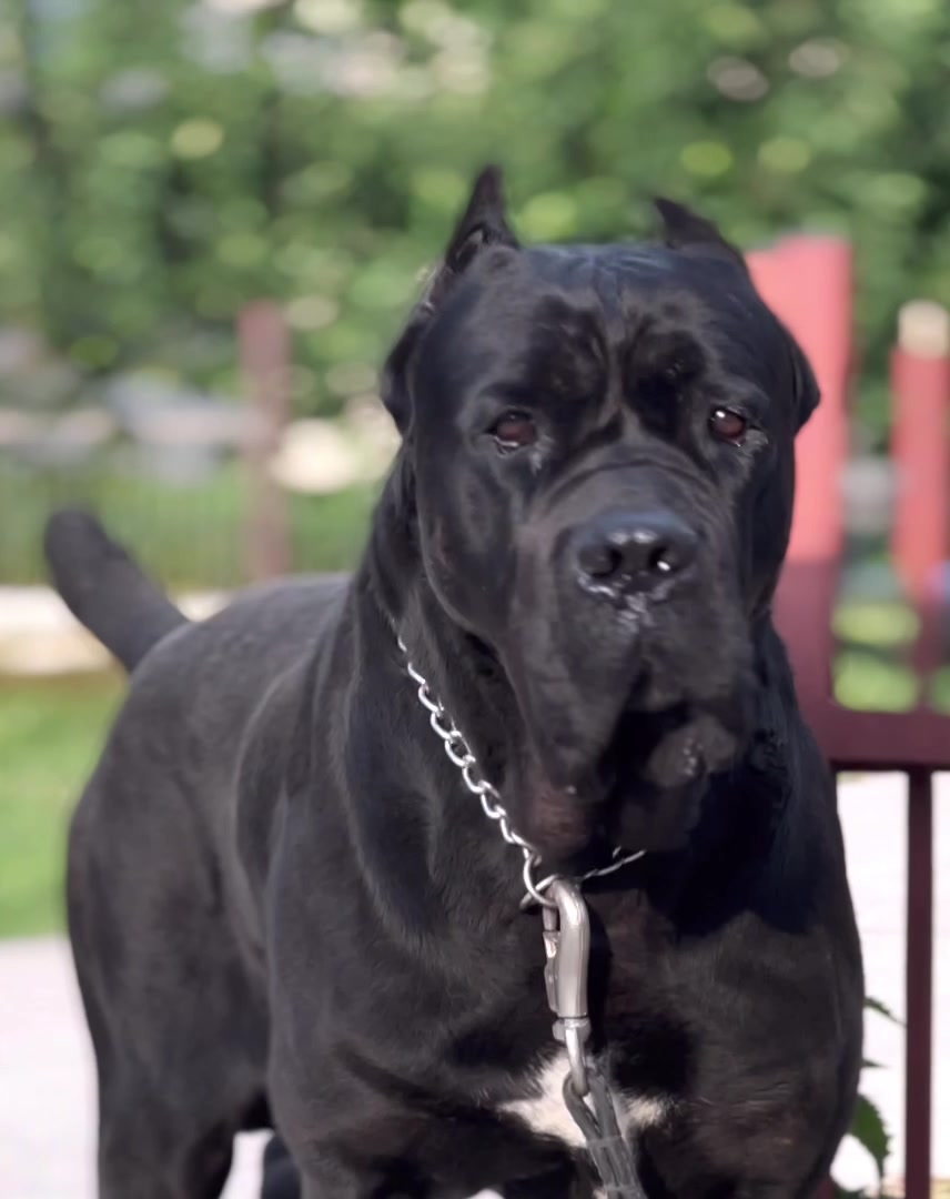 @CANE CORSO CLUB