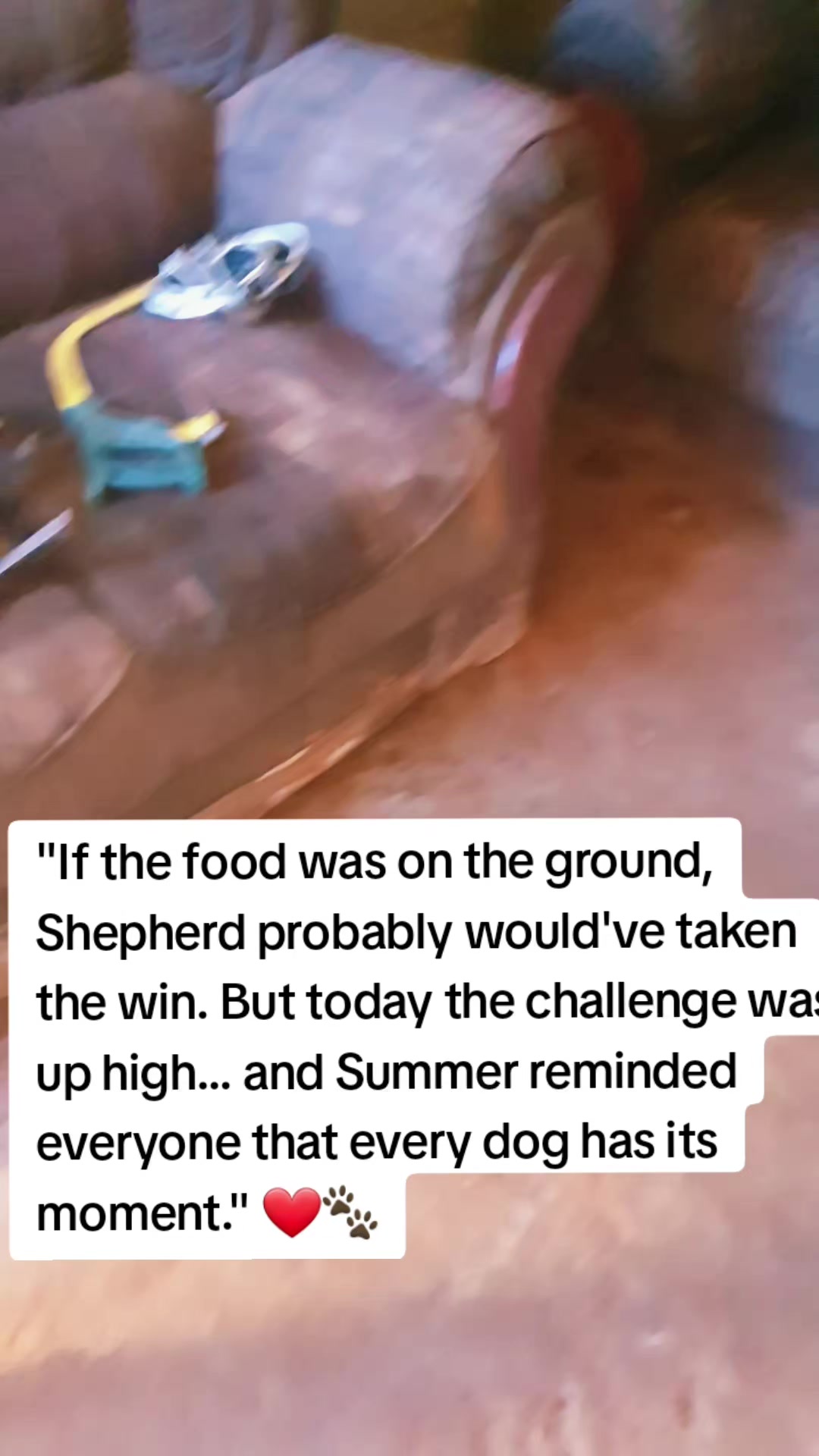 @LifeWithSummerAndShepherd