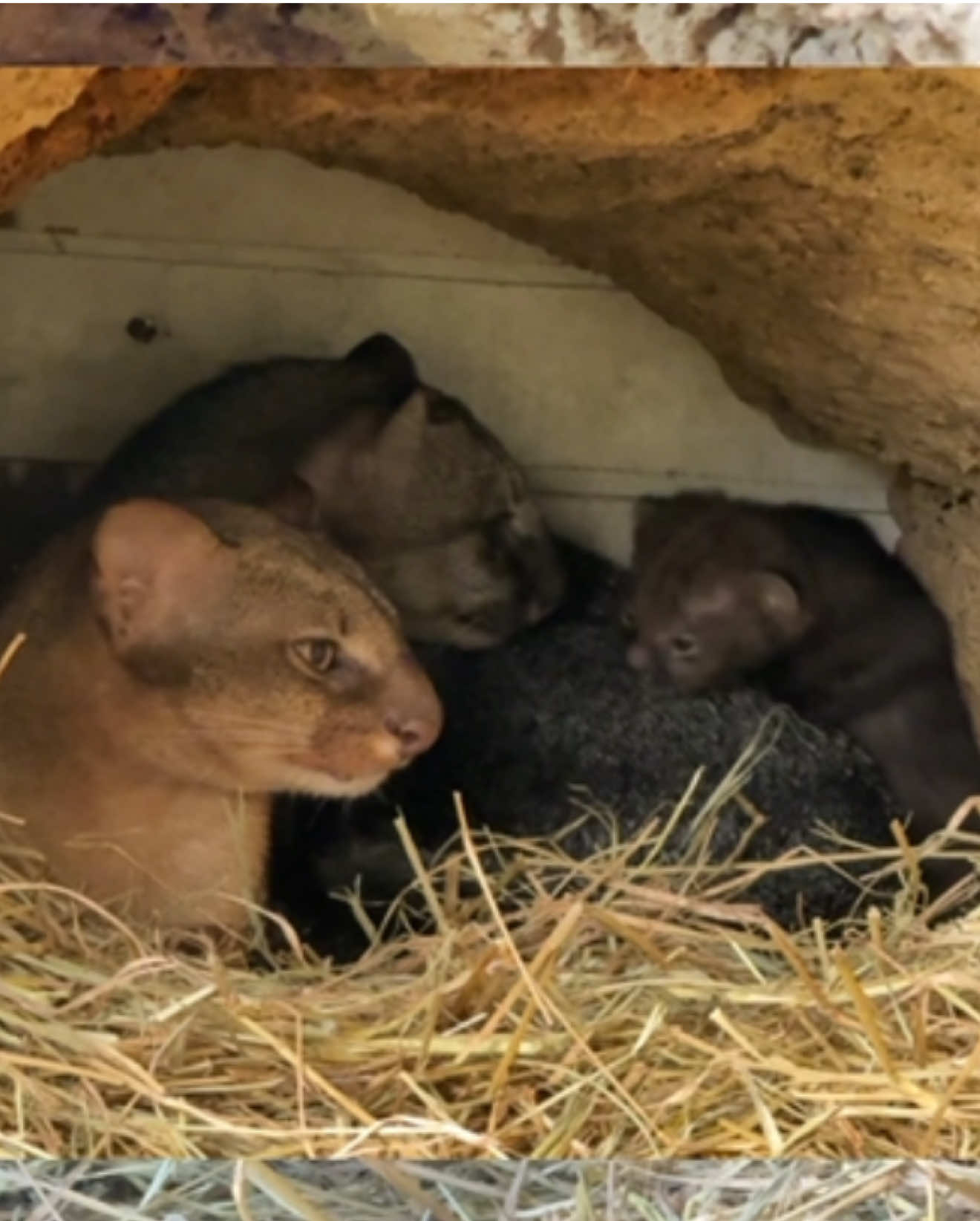@La Casita del Avestruz