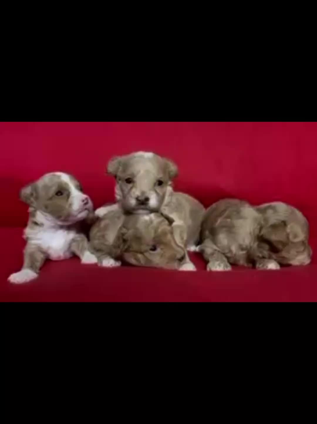 @Barb's Precious Pups