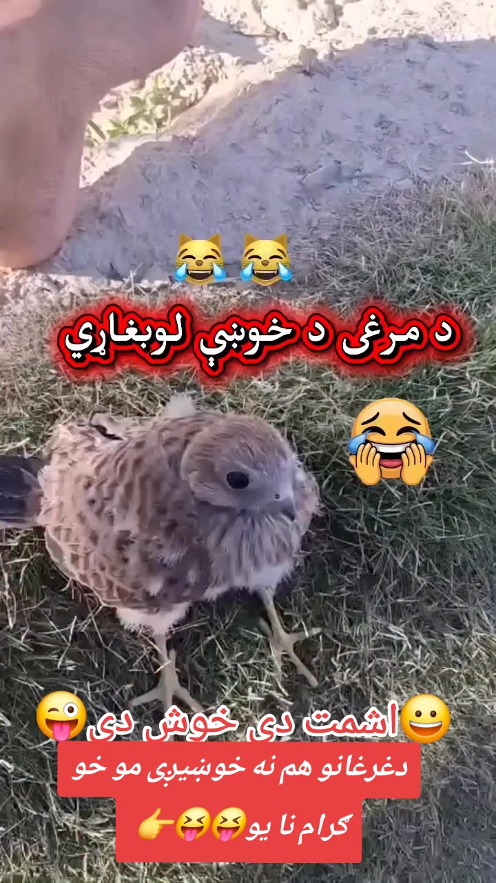@نوروز حکسار