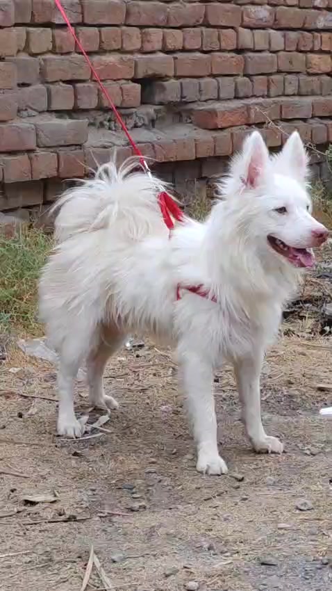 @Peshwar Dogs Center