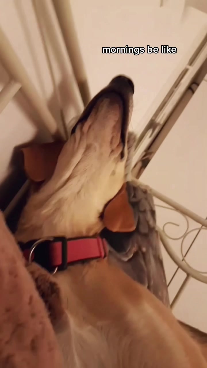@vainukuonot 🐾