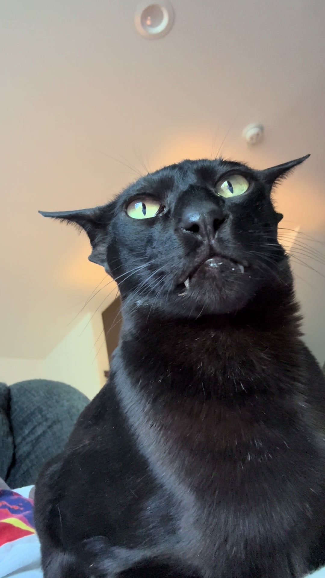 @hobbikats