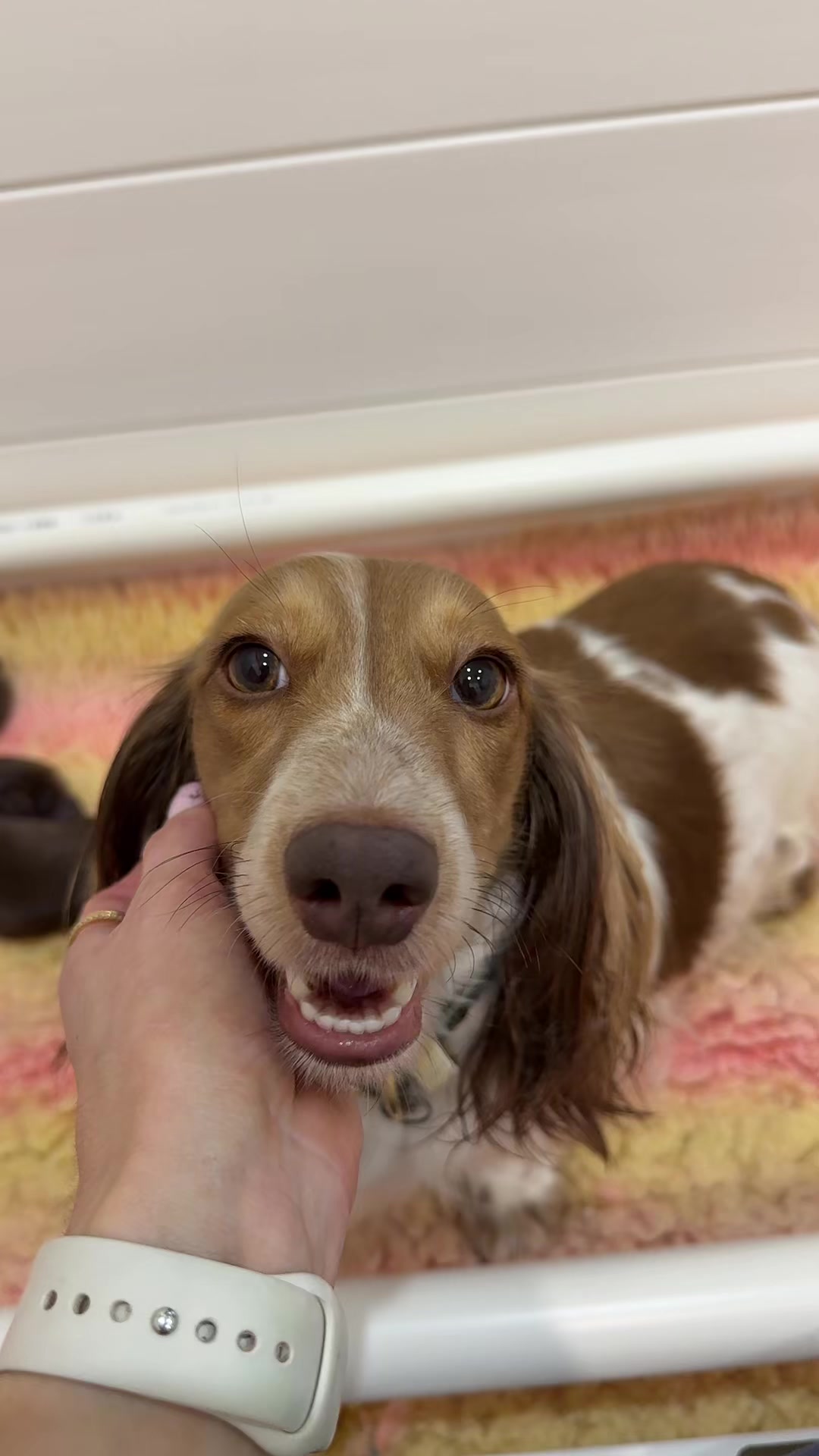@Dachshund Dynasty
