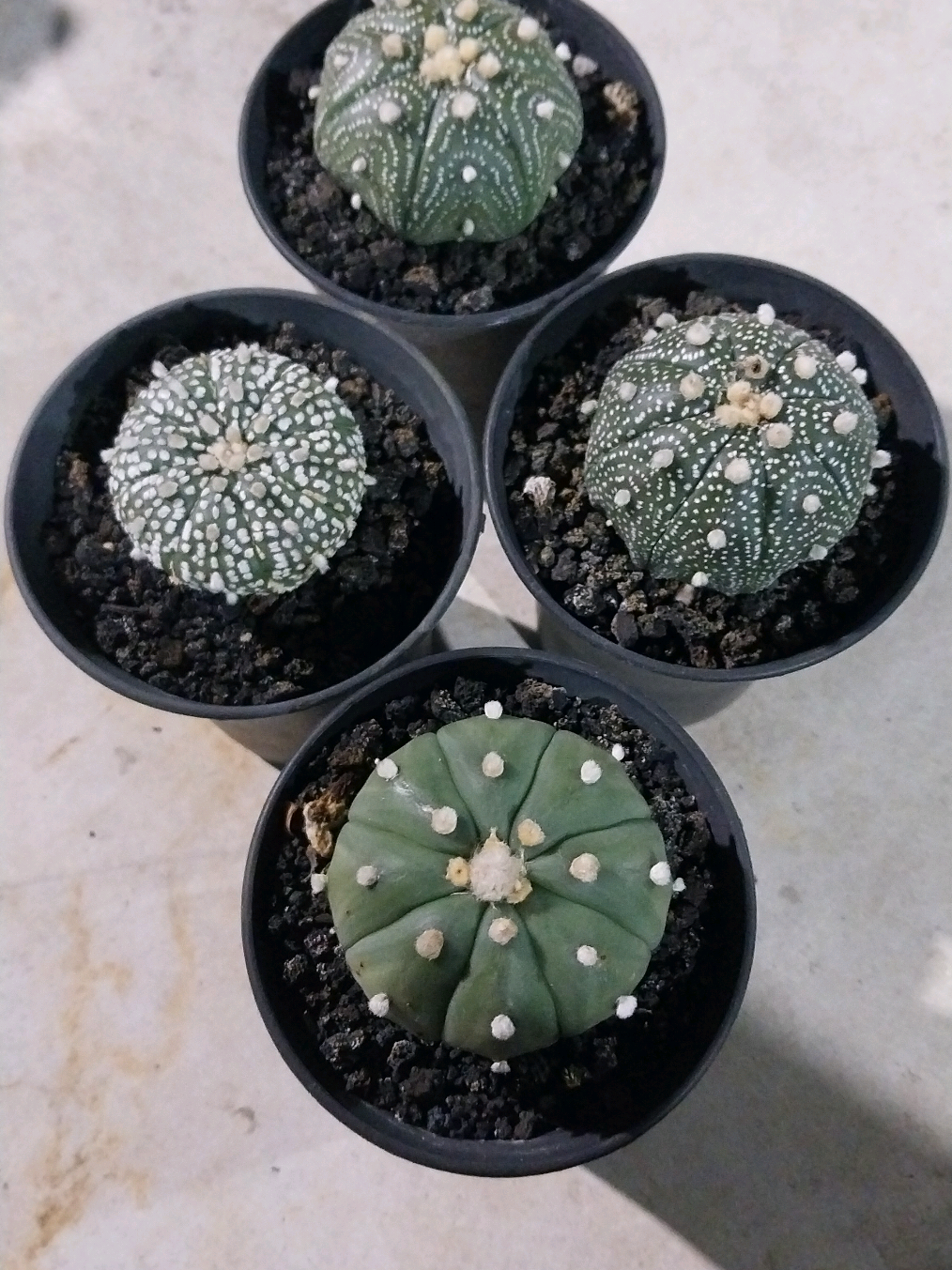 @AmeNursery