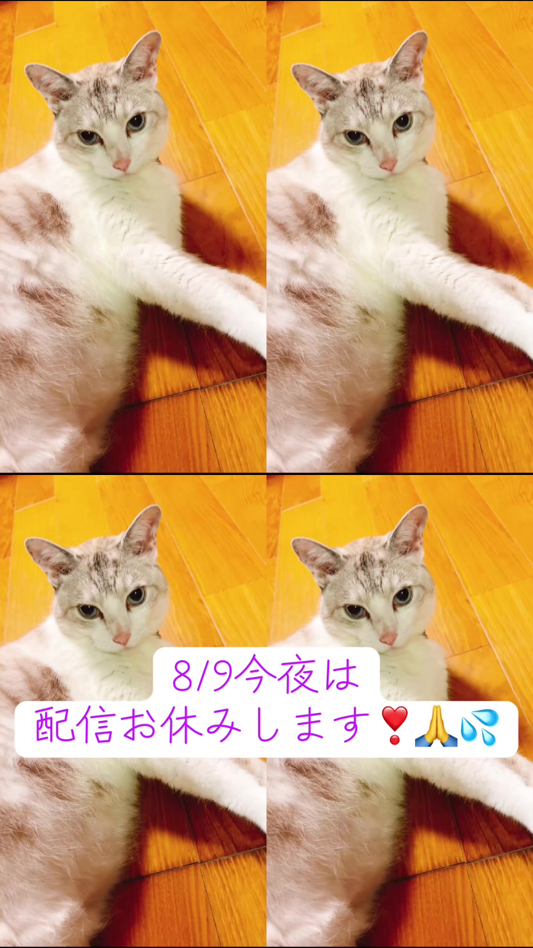 @ねこみみちゃん😸🍰🎀💌💗