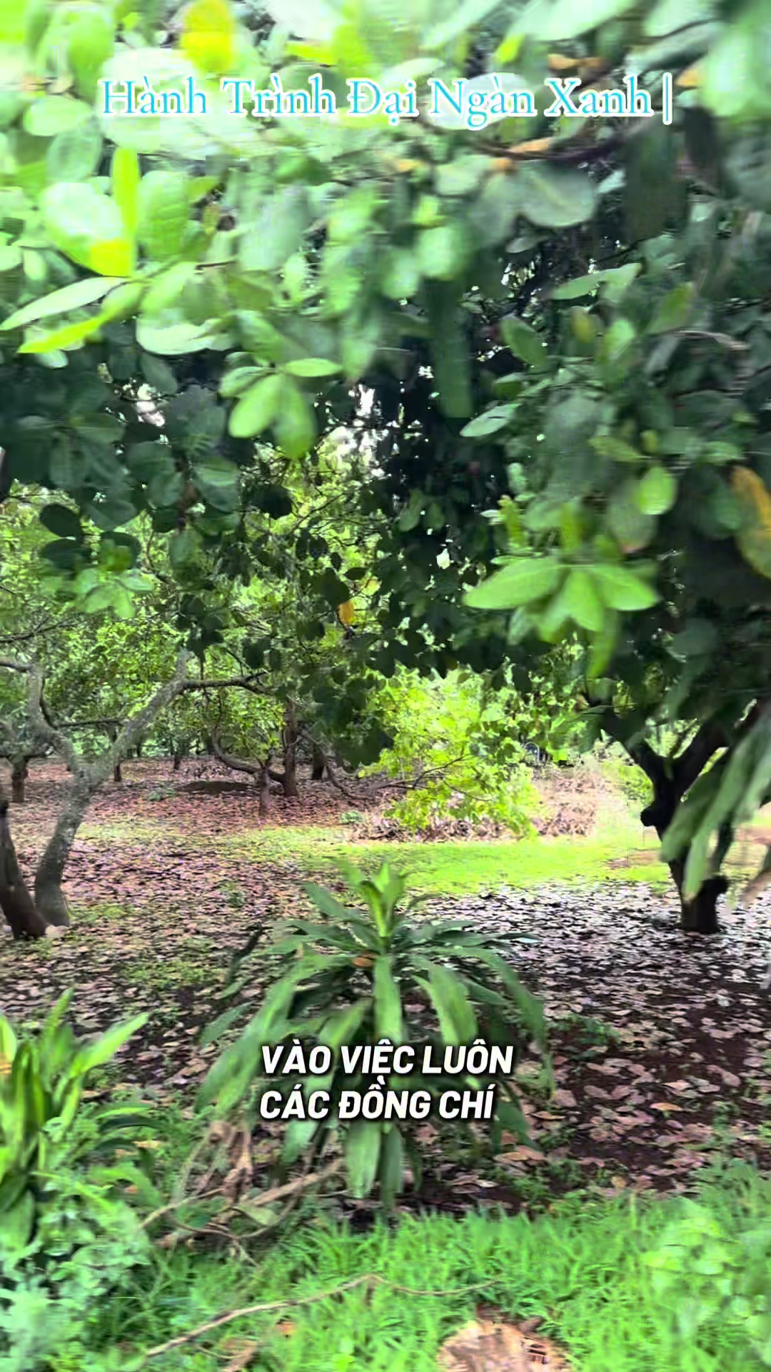 @D&oacute; Đen Việt !