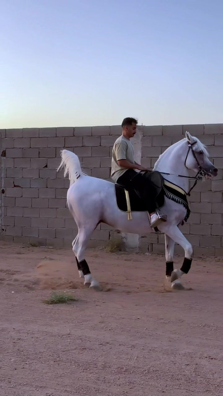 @ثـامر الشـلاش 🐎🤎.