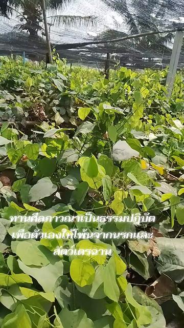 @พระเพิ่มบญบารมี