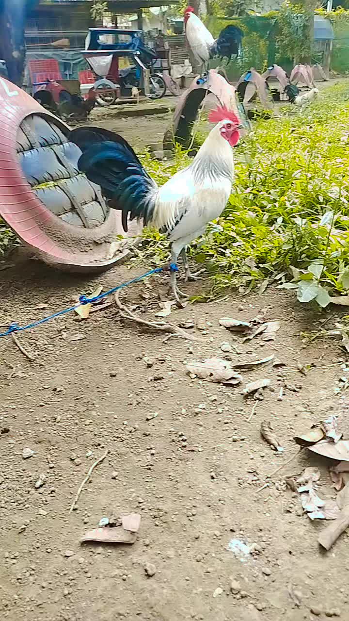 @King Atoy Gamefowl