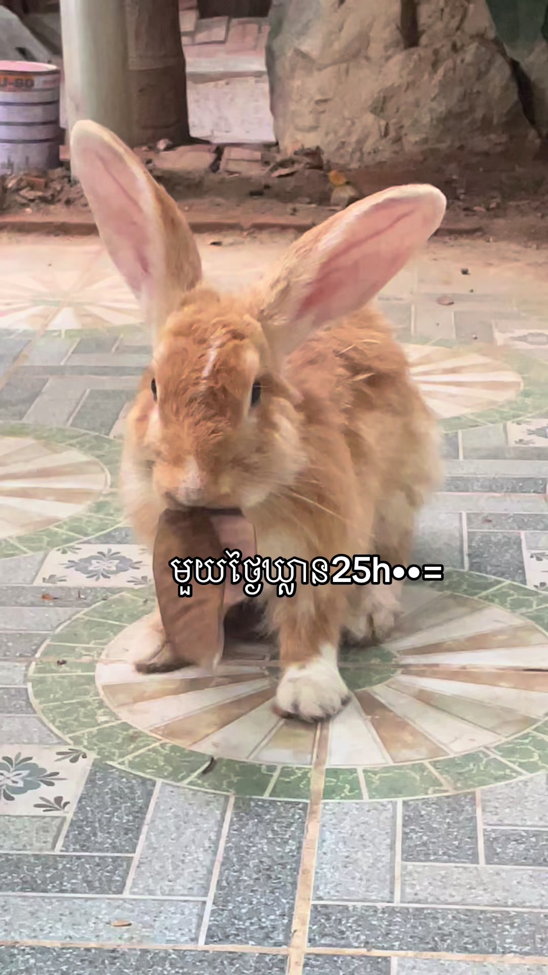 @សួនកាហ្វេ Garden Coffee