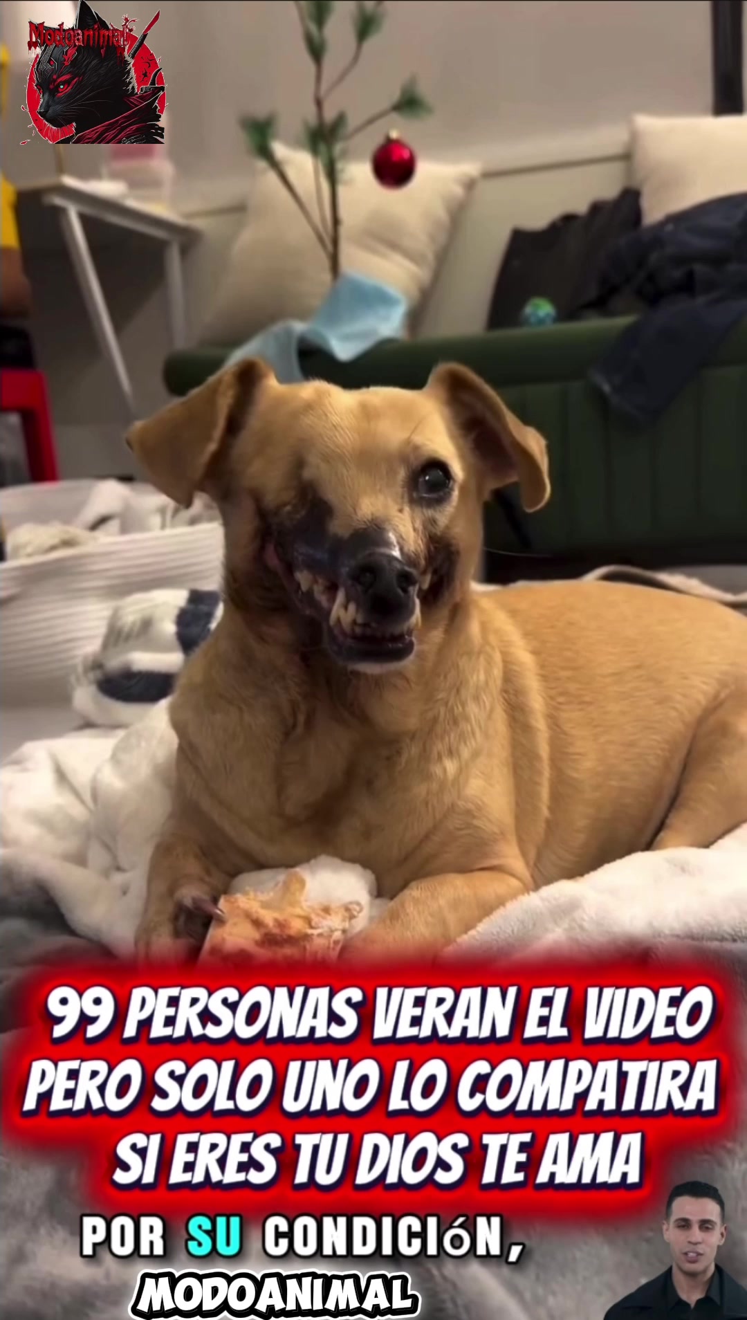 @Modoanimal