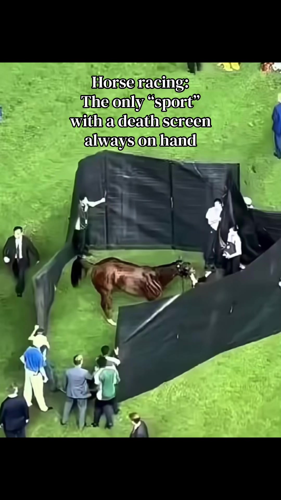 @animalrightsdaily