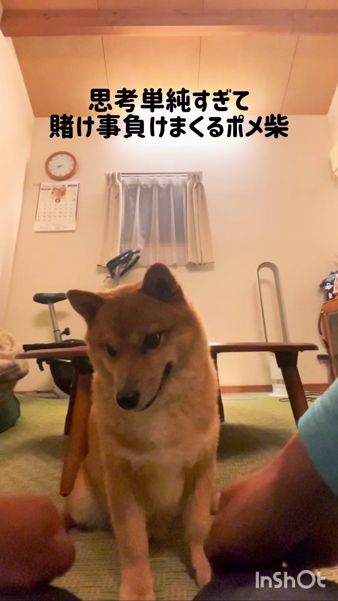 @ポメ柴もなか(もちゃ)୭
