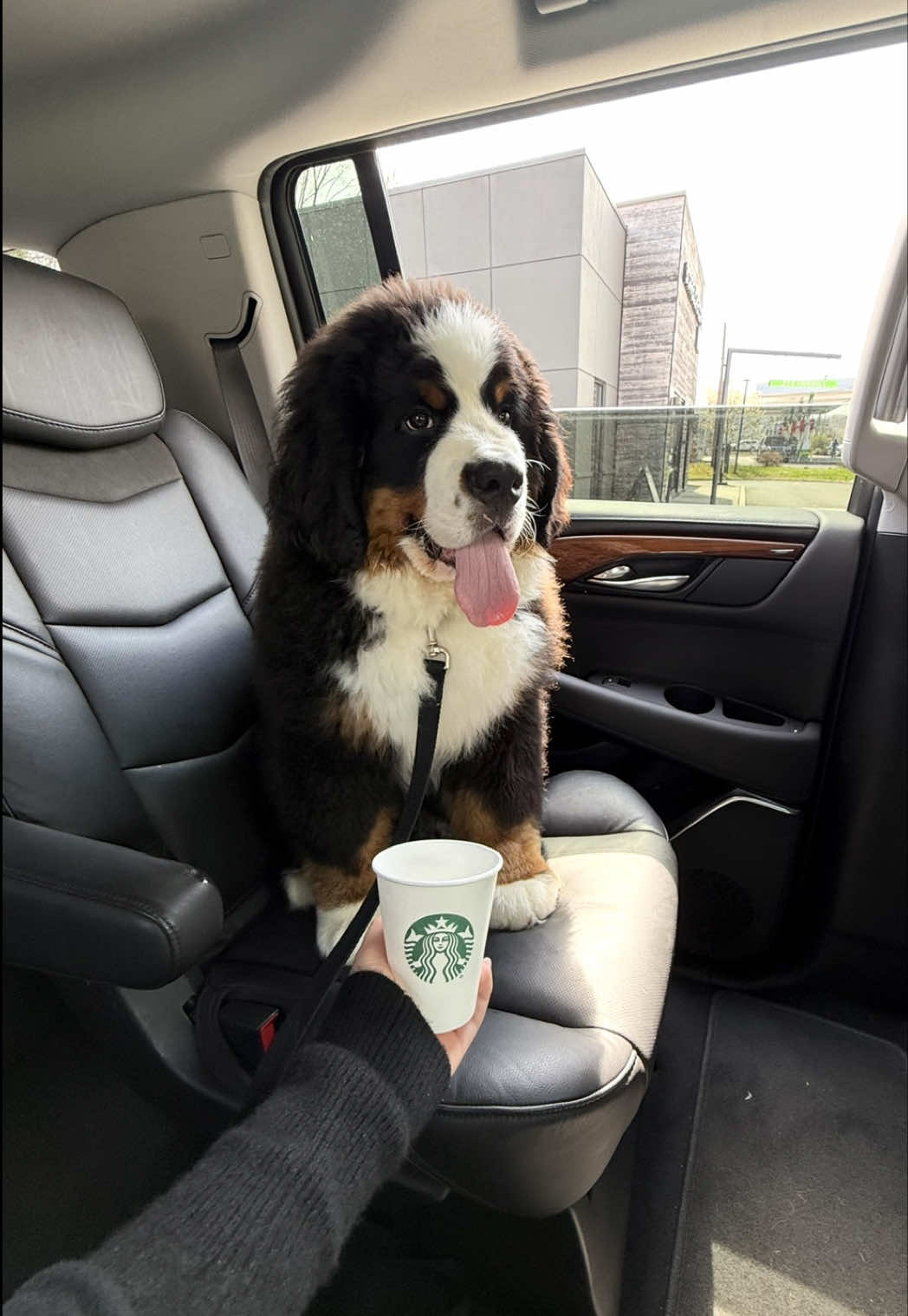 @CJ The Bernese