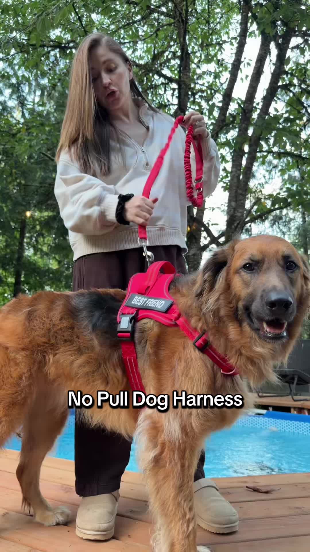 @lifewithgoldenshepherds