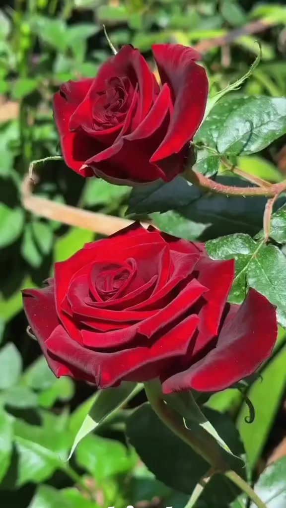 @🥰💚 So___nia 💚🥰
