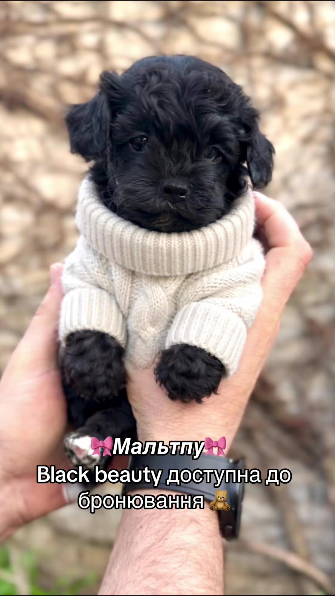 @toypoodlemaltipoo_puppie