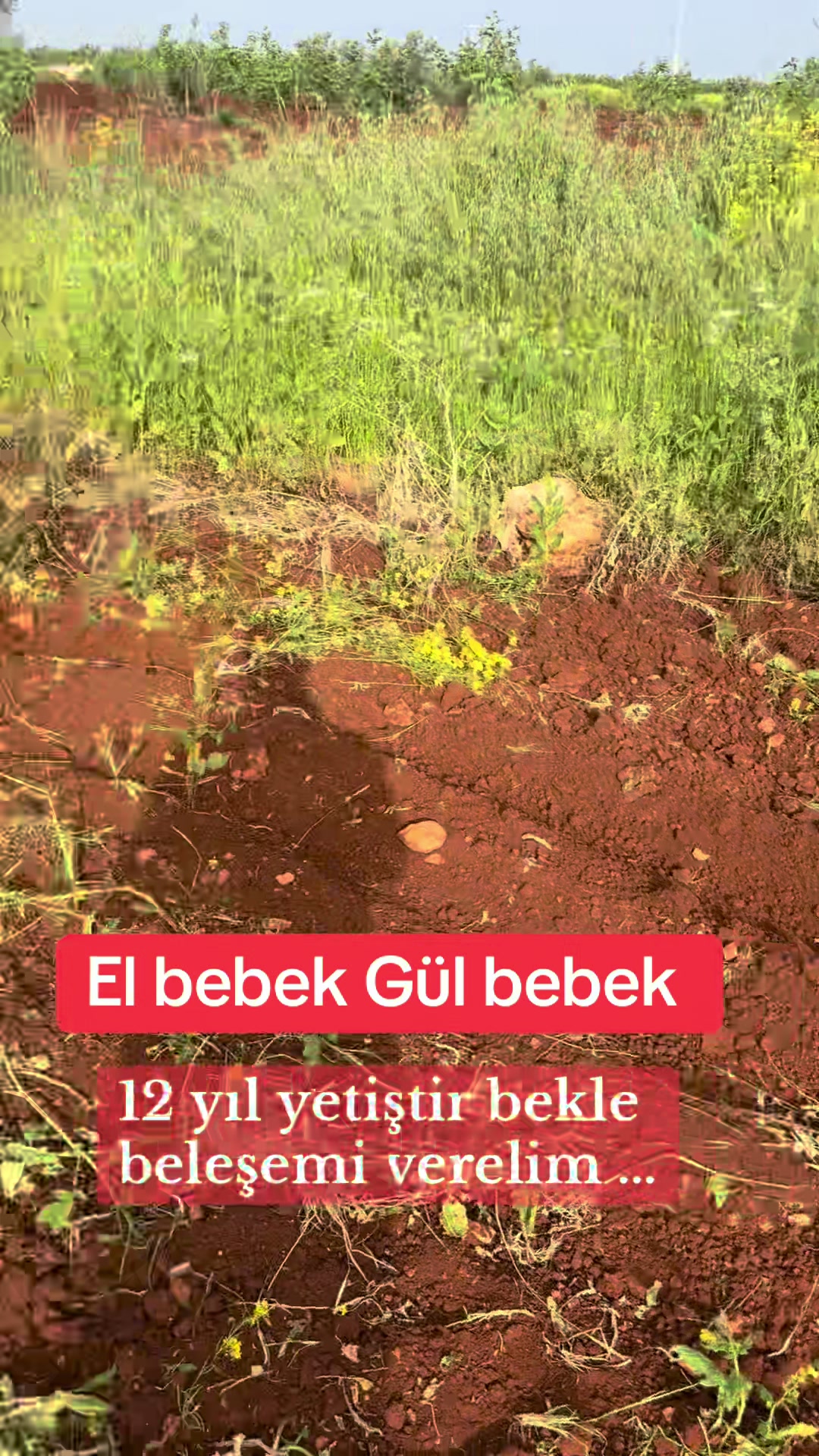 @Kocaoğlu Fıstıkçılık