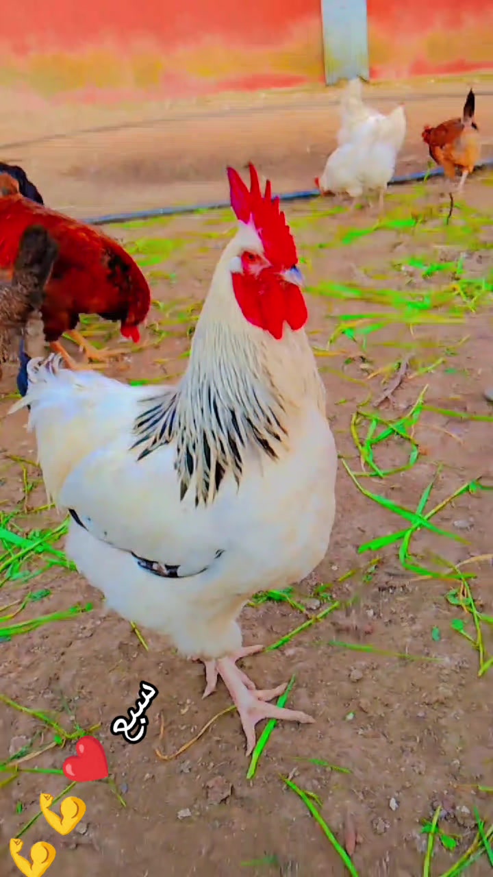 @دواجن الياس🐔🐔🐔