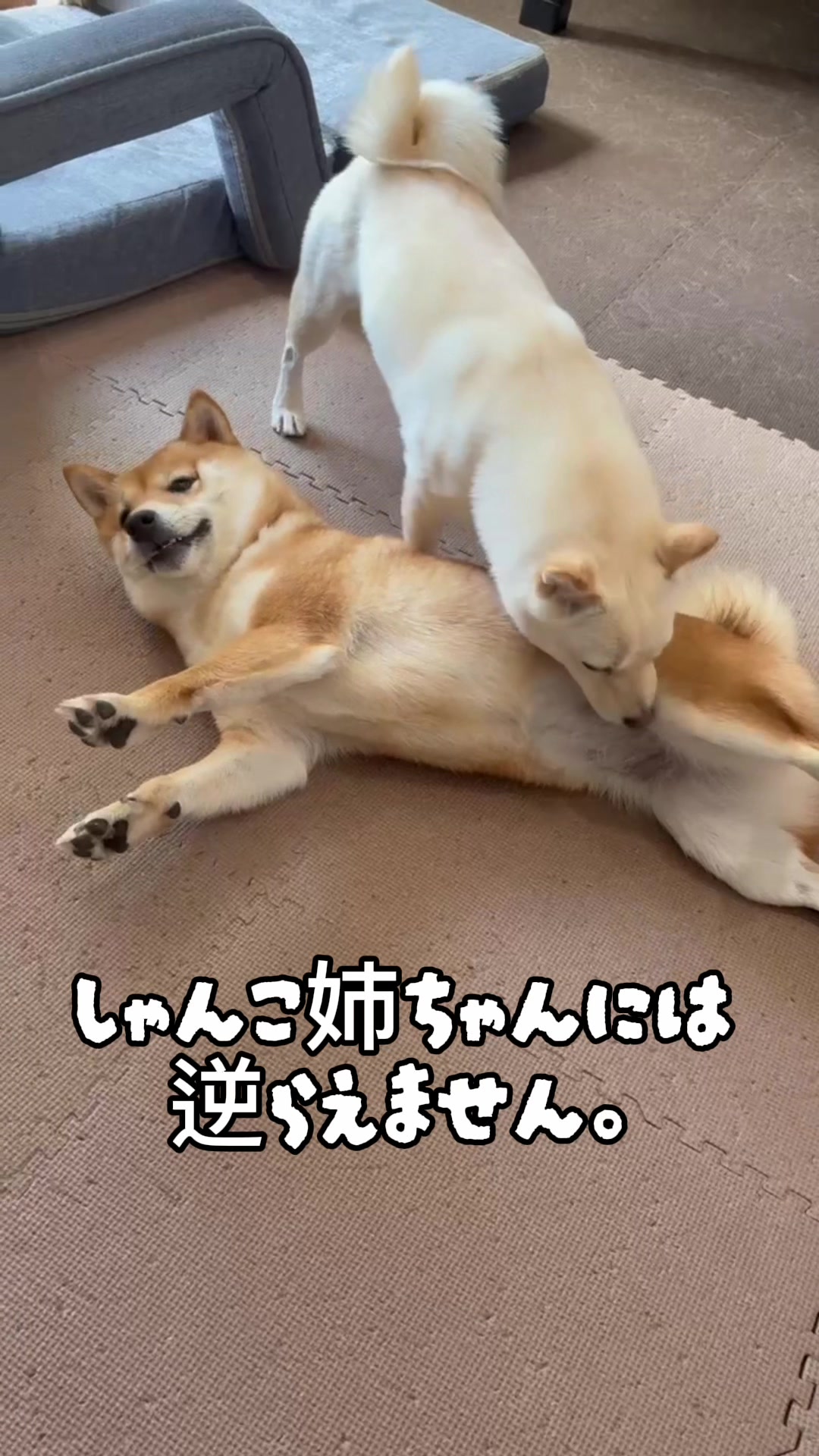 @こまめとしばーず🐾