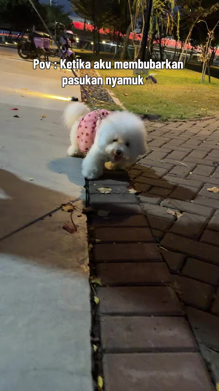 @Donut The Bichon